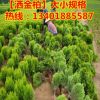占地苗批發灑金柏 灑金柏球 灑金柏苗木 園林綠化苗木直銷