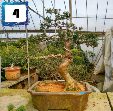 羅漢松 四季常青高檔庭院植物 樹樁熟樁盆景造型羅漢松按圖發(fā)貨