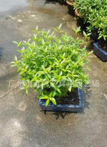 15CM球型滿天星 盆景植物花卉小盆栽綠色室內花木