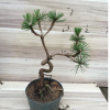 黑松盆景黑松造型苗 黑松盆景樹樁五針松小苗黑松盆景