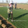 河北草皮廠家批發(fā) 高羊茅早熟禾混播草皮 城市綠化建設(shè)
