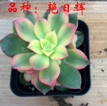 艷日輝4cm 多肉植物批發 肉肉辦公室桌面創意奇趣綠植花卉盆栽