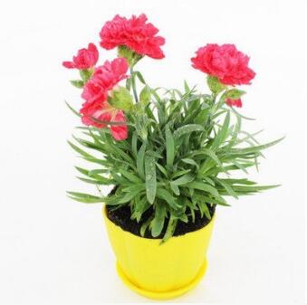 盆栽花卉康乃馨苗母愛象征花 庭院植物陽臺凈化空氣康乃馨花苗