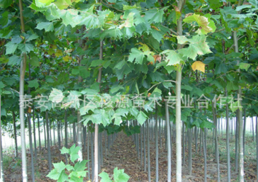 批發行道樹法桐 工程用法桐