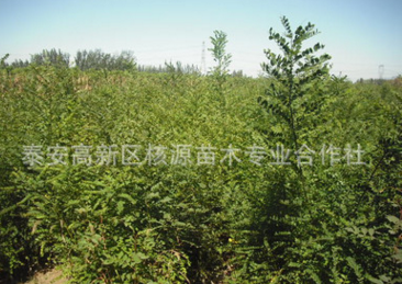 批發(fā)國槐小苗 速生國槐 老式國槐價(jià)格1-15公分