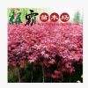 基地直銷 優質紅楓綠化苗木紅楓小苗本紅楓 規格齊全 量大優惠
