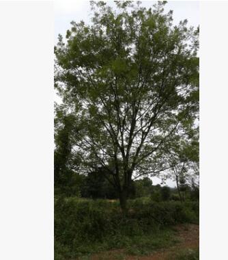 專業(yè)供應(yīng)優(yōu)質(zhì)國槐樹18公分至30公分直徑【重點推薦】 國槐樹小苗