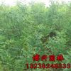 國(guó)槐樹(shù)苗銷(xiāo)售 根系發(fā)達(dá) 國(guó)槐小苗 速生國(guó)槐苗批發(fā)