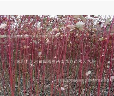 供應紅瑞木 紅麻球叢生灌木--綠化苗木