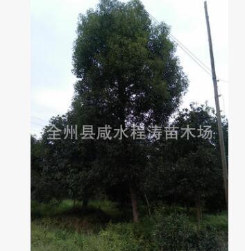 香樟批發(fā) 香樟樹基地 1-8-12-15-20-80公分香樟 全冠移植廣西香樟