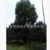 香樟批發(fā) 香樟樹基地 1-8-12-15-20-80公分香樟 全冠移植廣西香樟