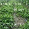 基地直銷地徑0.8公分草莓苗 奶油草莓苗地栽苗