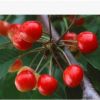 供應黑珍珠櫻桃苗、黑珍珠大櫻桃樹苗價格