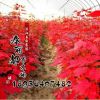 樹苗行道樹綠化苗木 美國紅楓苗 秋火焰數量大
