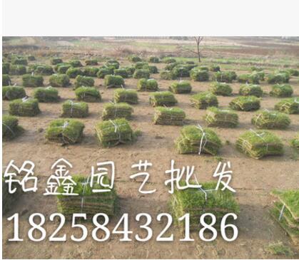 馬尼拉 水生植物 水生花卉 綠化花卉 常綠喬木