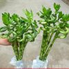 批發(fā)水培植物 富貴竹 轉(zhuǎn)運(yùn)竹 彎彎竹 寓意健康長壽 美化環(huán)境