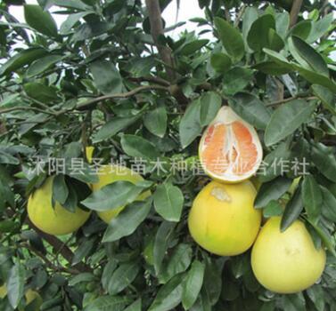 基地批發紅心肉蜜柚子樹苗嫁接果樹苗新品種北方南方種植果樹