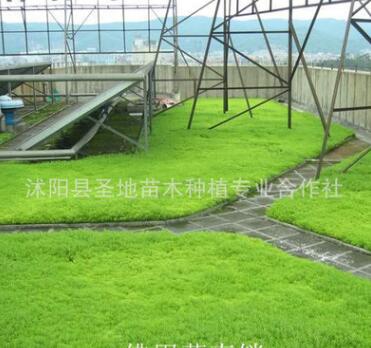 批發供應 屋頂綠化樓頂草坪 夏天隔熱效果好-優質佛甲草 地被植物