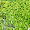 批發(fā)優(yōu)質(zhì)水生植物 浮萍 浮葉植物 凈水植物 漂浮植物