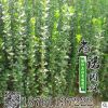 批發北海道黃楊小苗 北海道黃楊大葉冬青苗 規格全 工程綠化苗