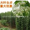 綠化工程苗木行道樹高桿大葉女貞樹苗大葉女貞小苗大葉女貞批發
