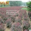 彩色球型綠化苗木_紅葉小檗球_冠幅80-1.2m_紅葉小檗小苗_色塊