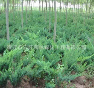 批發工程綠化苗木地柏苗 庭院花壇公園綠化四季常青鋪地柏小苗