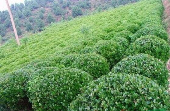 冬青，新冬青報價冬青產地