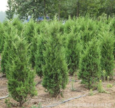基地批發(fā)蜀檜小苗蜀檜優(yōu)質(zhì)綠化苗品種齊全蜀檜樹(shù) 量大優(yōu)惠