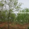 烏桕價格_烏桕圖片_烏桕產(chǎn)地_烏桕綠化苗木苗圃基地