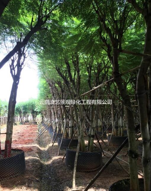 叢生藍花楹，云南叢生藍花楹，叢生苗木價格