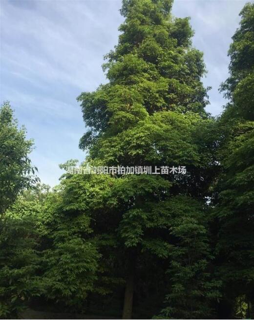 金絲楠木 大量胸徑8-30公分金絲楠木