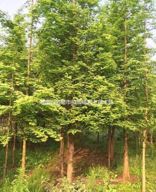 池杉 池杉價格 2017年池杉新報價 咨詢湖南圳上苗木基地