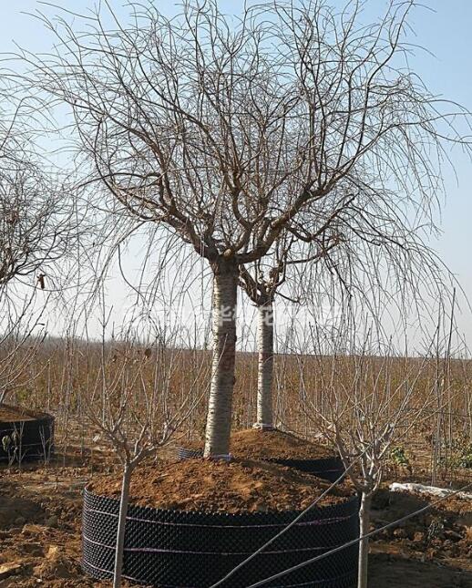 八重紅枝垂櫻---------垂枝櫻王