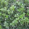 供應江蘇南京大葉黃楊等多種綠化苗木
