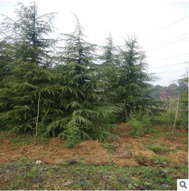 4米雪松 南京苗圃雪松樹苗江蘇4米大雪松樹批發價格