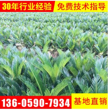 基地批發綠化苗木鐵樹苗批發直徑10公分左右蘇鐵苗種植鐵樹苗價格