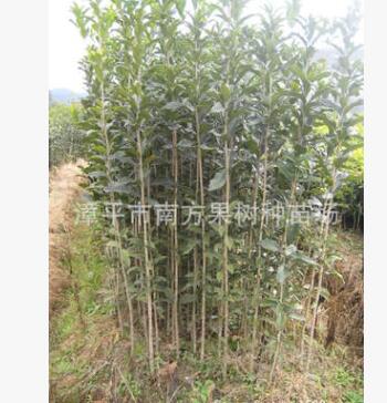 供應移栽3年生，高100-180公分福建丹桂苗 紅桂花苗