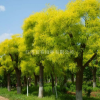 金葉國槐常年供應(yīng)國槐黃金槐金葉榆等 量大優(yōu)惠 價(jià)格便宜