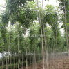 供應(yīng)園林綠化苗木白蠟 速生白蠟苗木價(jià)格合理 白蠟苗培育基地優(yōu)惠