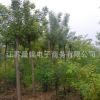 白蠟苗批發 工程綠化苗喬木苗白蠟小苗 園林綠化行道樹 規格齊全
