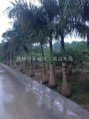 大王椰子供應（桿高5米）大王椰子（桿高5米）
