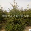 基地供應四季常青云杉樹 高成活率云杉樹 熱銷推薦云杉樹