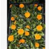 大量出售金盞菊小苗 時(shí)令草花金盞菊 長(zhǎng)生菊杯苗批發(fā)