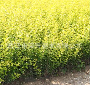 苗木基地批發金葉女貞苗木 色塊工程綠化苗 成活率高 規格齊全