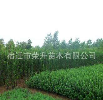 批發庭院種植綠化黃楊苗木 北海道黃楊 生長速度快 四季常青