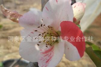 日本海棠盆栽盆景，日本海棠樹苗