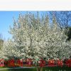 名貴海棠品種，海棠容器苗， 速生品種沂州海棠