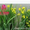 批發(fā)水生植物 黃菖蒲水生花卉菖蒲苗 當(dāng)天挖苗成活率高菖蒲小苗