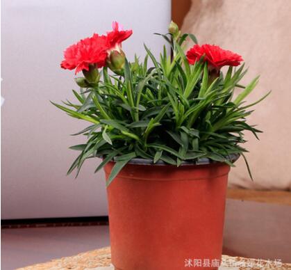 基地批發康乃馨 康乃馨盆栽 母親節禮物 桌面盆栽康乃馨花苗